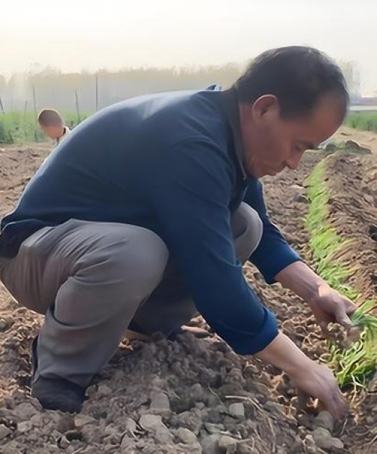 韭菜什么时候移栽成活率最高？掌握这三个时间节点，告别“夹苗”和死棵