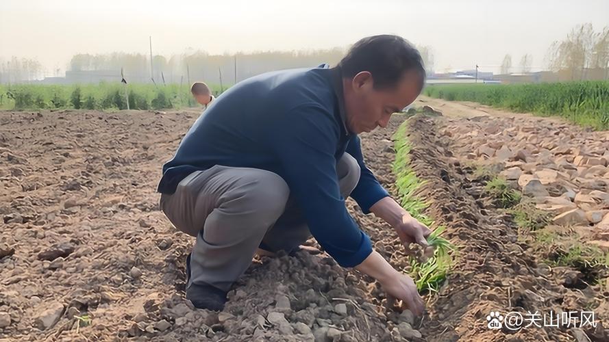 韭菜什么时候移栽成活率最高？掌握这三个时间节点，告别“夹苗”和死棵