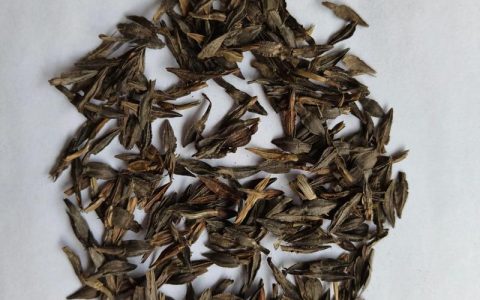 百日草种子采购渠道评估指南：如何辨别优质供应商与规避假种风险