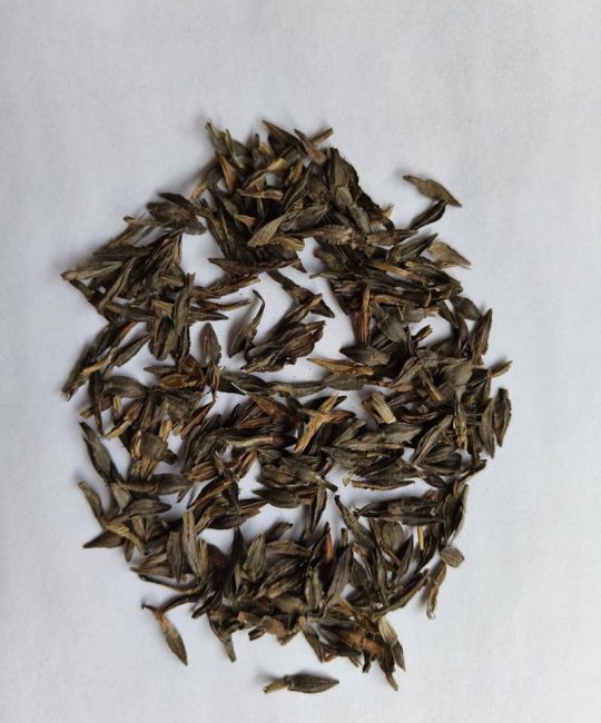 百日草种子采购渠道评估指南：如何辨别优质供应商与规避假种风险