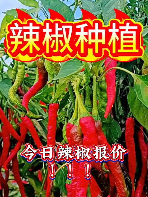 辣椒种子价格全解析:一公斤多少钱?五大因素决定报价 产地:优质产区溢价明显