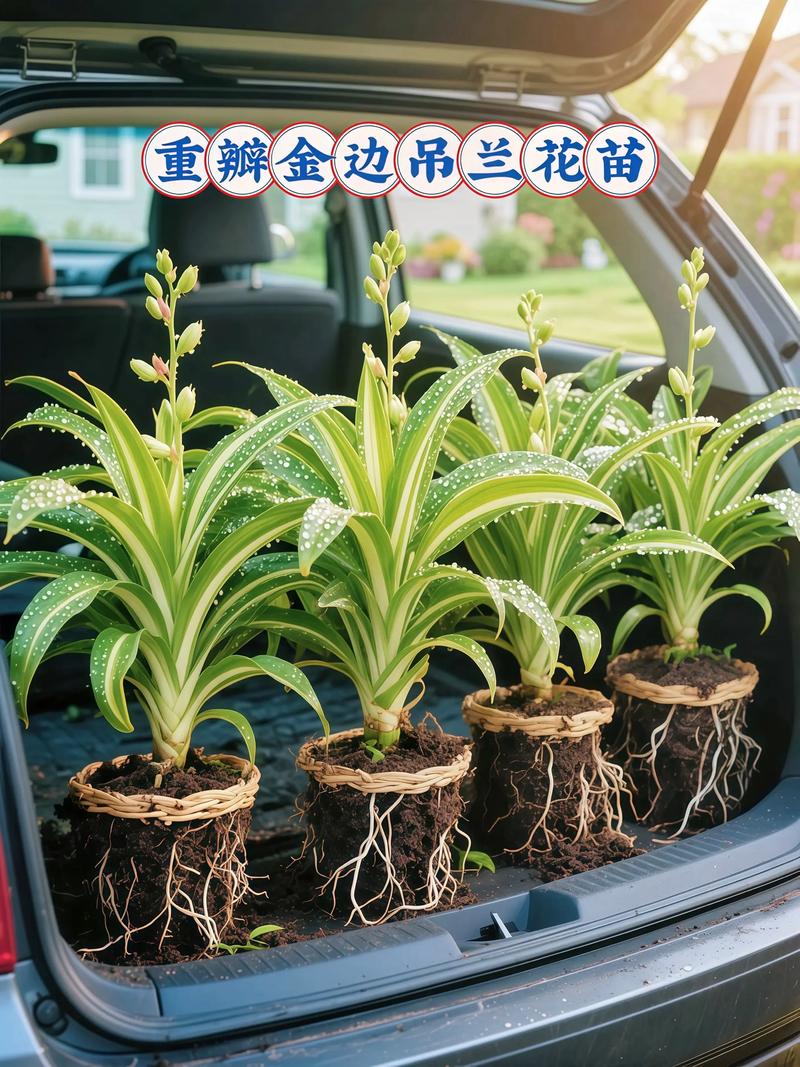 吊兰苗怎么生根?三种高效方法让你轻松拥有爆盆绿植 三、分株繁殖法——最直接、成活率最高