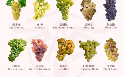 摩尔多瓦葡萄品种介绍：抗病高产，适合阳台种植的优良品种