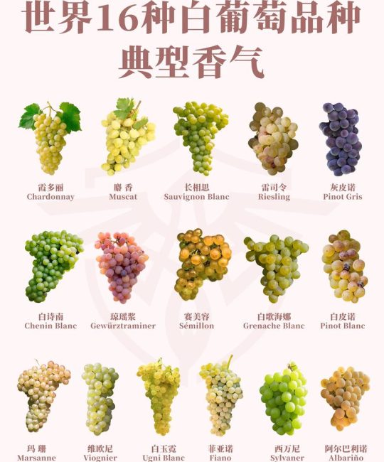 摩尔多瓦葡萄品种介绍：抗病高产，适合阳台种植的优良品种