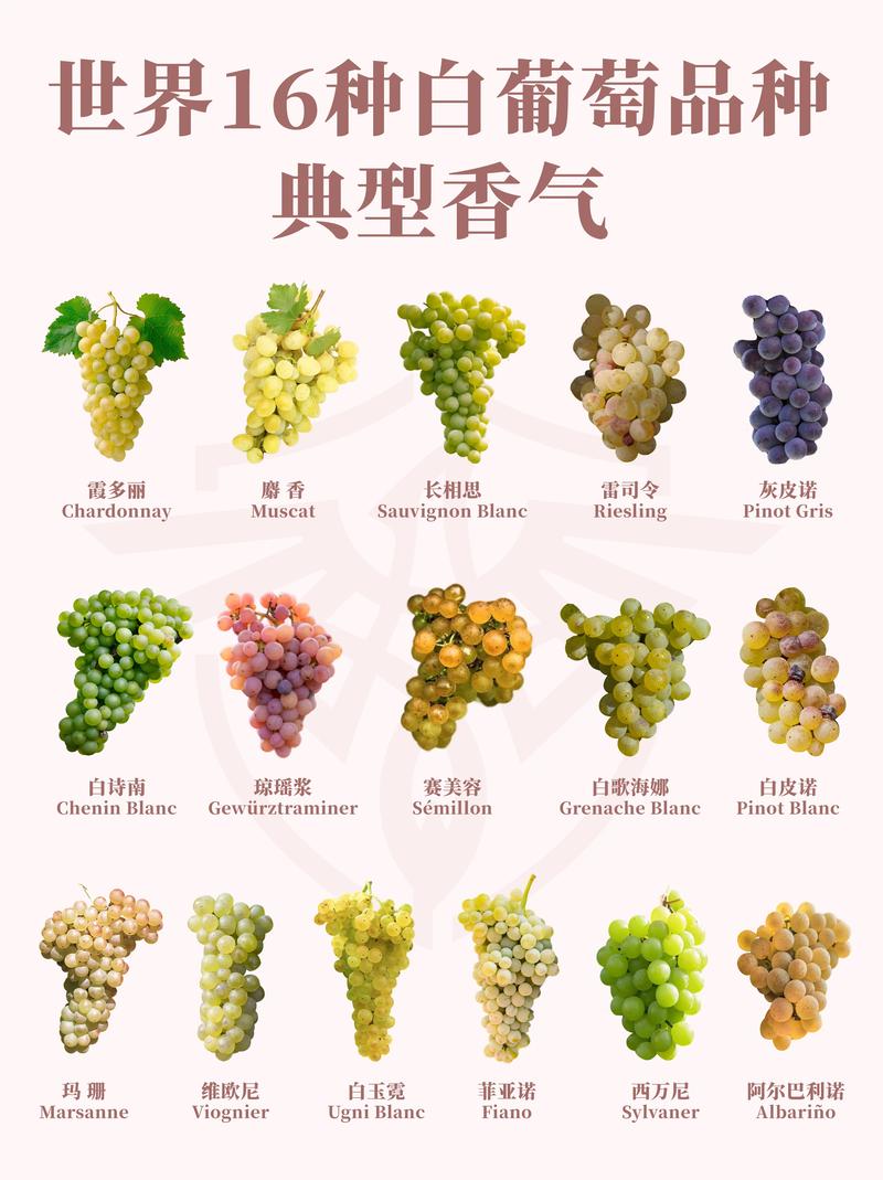 摩尔多瓦葡萄品种介绍:抗病高产,适合阳台种植的优良品种 摩尔多瓦葡萄品种介绍:抗病高产,适合阳台种植的优良品种