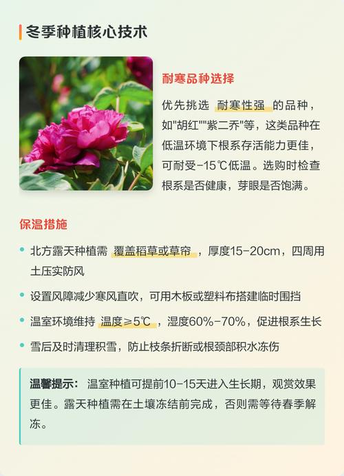 12月份还能种牡丹吗?掌握这几点,冬天栽种也能活 三、栽前处理:裸根苗的“急救”与“唤醒”