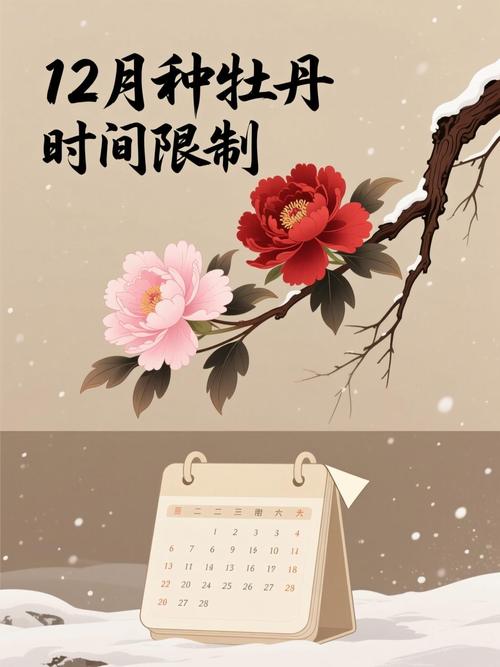 12月份还能种牡丹吗?掌握这几点,冬天栽种也能活 六、缓苗管理:冬季无需“缓苗”,但要“防冻”
