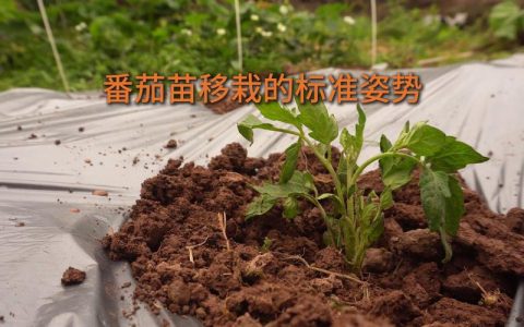 西红柿苗多少天可以移栽？完整移栽技术指南
