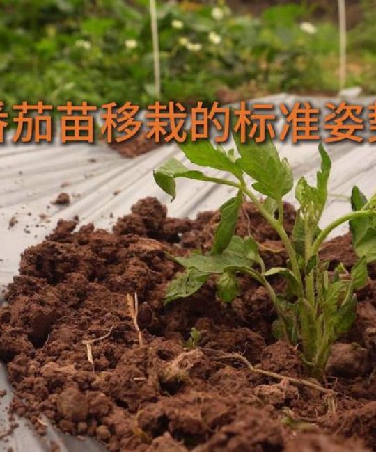 西红柿苗多少天可以移栽？完整移栽技术指南
