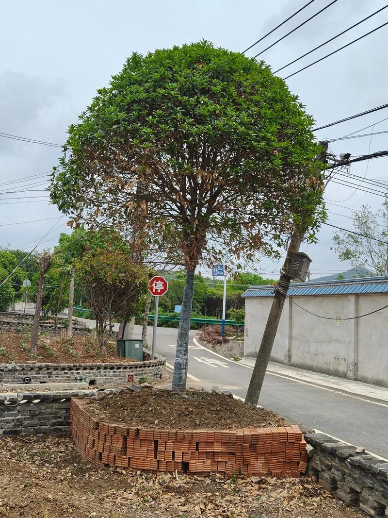 桂花冬天能移栽吗?南北方差异化移栽技术指南 三、栽前处理