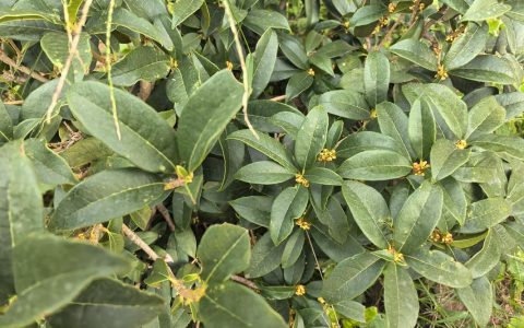 桂花冬天能移栽吗？南北方差异化移栽技术指南