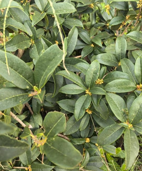 桂花冬天能移栽吗？南北方差异化移栽技术指南