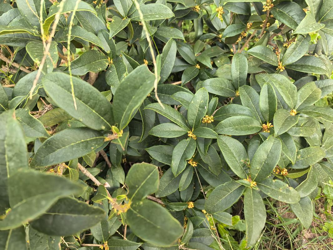 桂花冬天能移栽吗?南北方差异化移栽技术指南 一、适宜时间