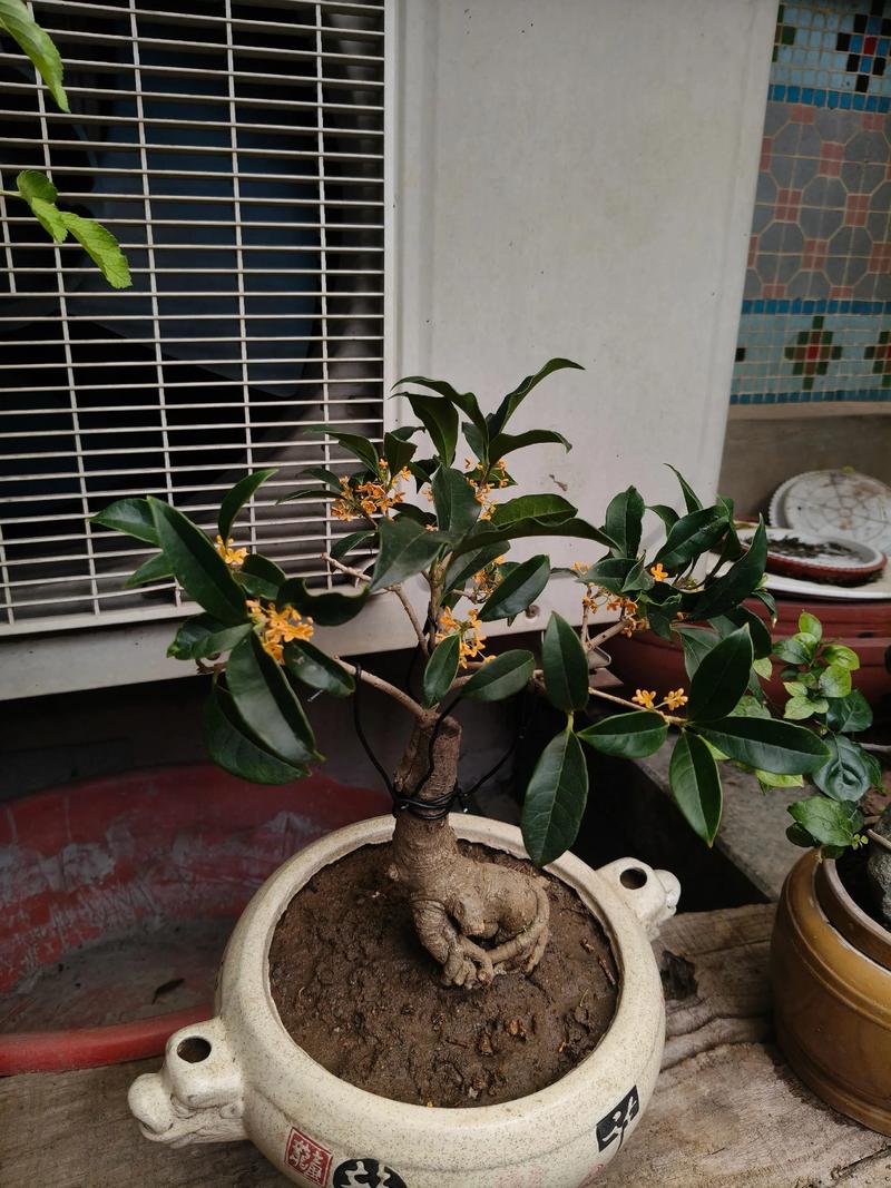 桂花冬天能移栽吗?南北方差异化移栽技术指南 四、栽植深度