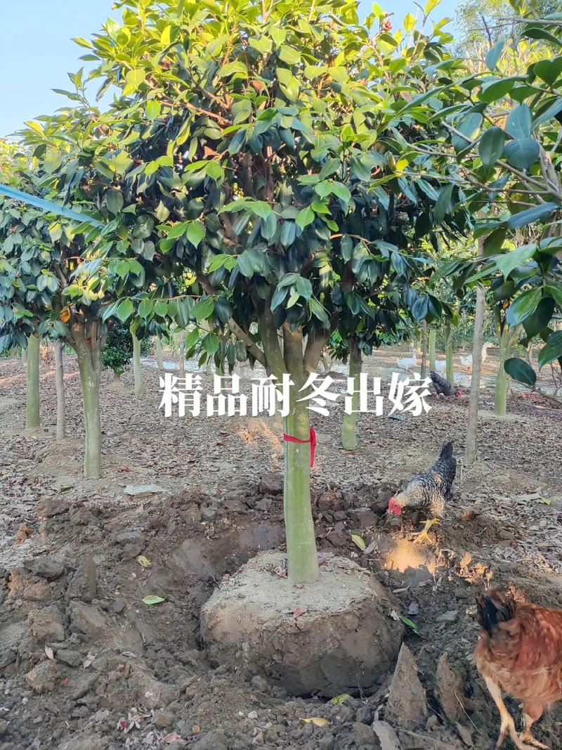 桂花冬天能移栽吗?南北方差异化移栽技术指南 六、缓苗管理