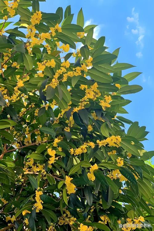 桂花冬天能移栽吗?南北方差异化移栽技术指南 七、成活注意事项