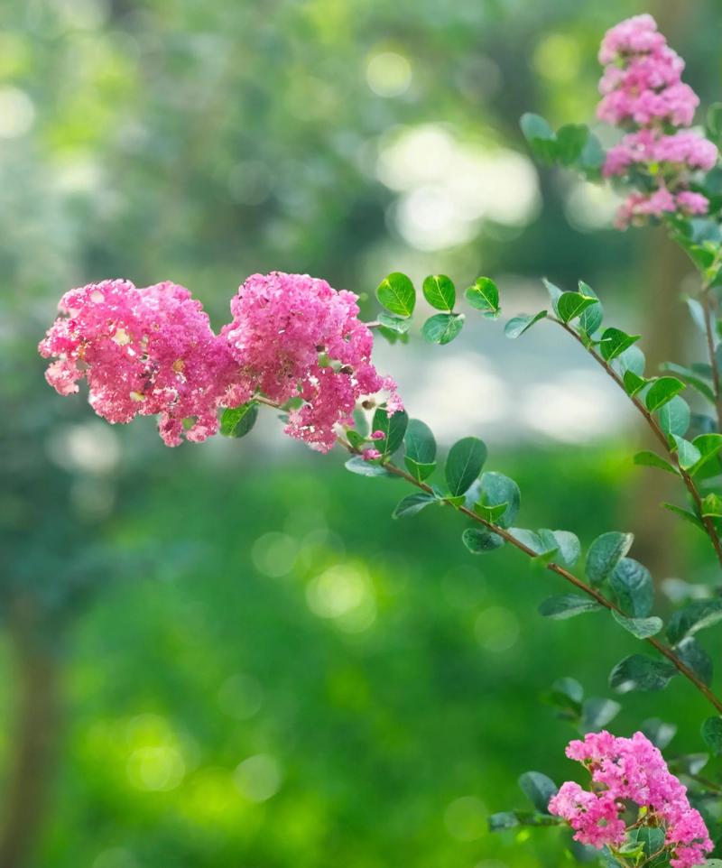 紫薇花什么季节开?花期精准管理与养护全攻略 光照与水肥精准方案:四季分策