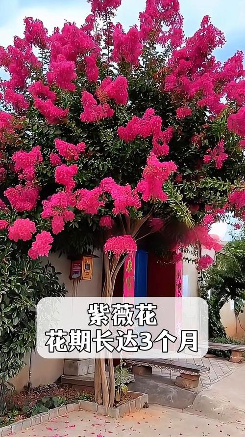 紫薇花什么季节开?花期精准管理与养护全攻略 盆栽/地栽选择决策:3个判断依据