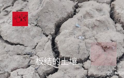 板结土质如何改良松软？家庭园艺必备的5种有效方法