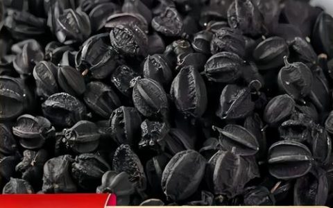 刺五加与五加皮的区别：别再混淆了，药用功效完全不同
