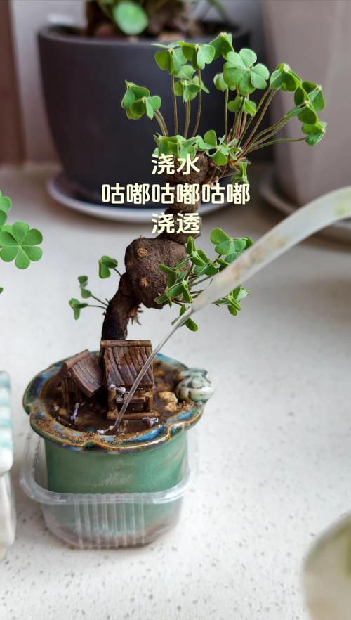 酢浆草养护指南:修剪、浇水与全周期管理 修剪:以清理为主,修剪为辅,促进株形饱满