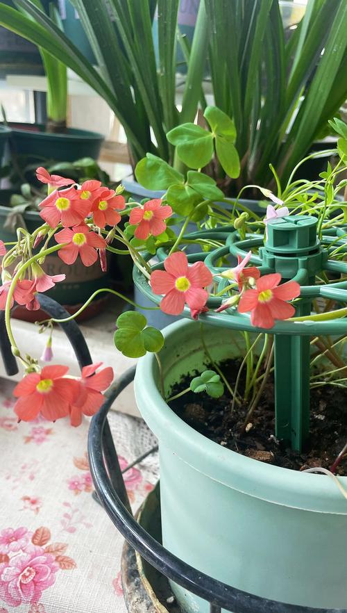 酢浆草养护指南:修剪、浇水与全周期管理 越冬越夏:区分品种,因时制宜