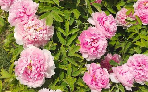 牡丹花开是什么季节