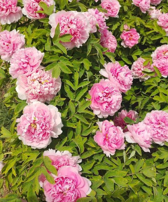 牡丹花开是什么季节