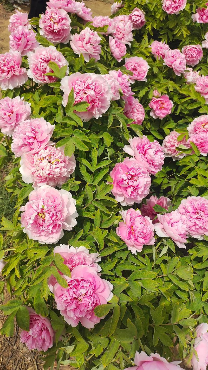 牡丹花开是什么季节 牡丹花开是什么季节