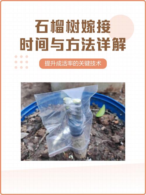 石榴树嫁接最佳时间与核心技术全解析 嫁接成活率的四大核心影响因素