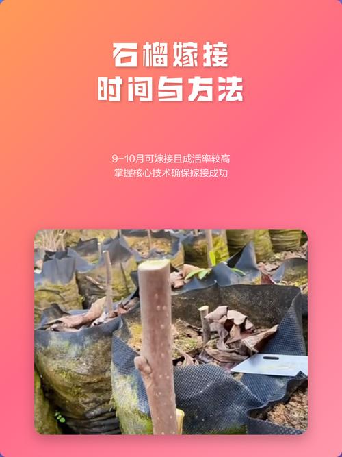 石榴树嫁接最佳时间与核心技术全解析 常见嫁接失败案例与补救措施