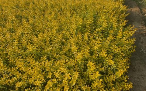 金叶榆开花吗？花期、果期与全年观赏期全解读