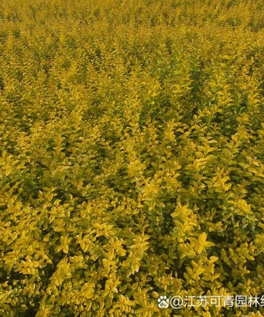 金叶榆开花吗？花期、果期与全年观赏期全解读
