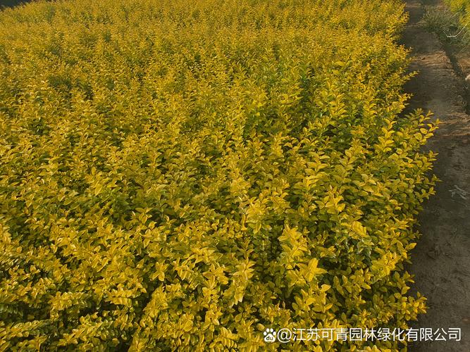 金叶榆开花吗?花期、果期与全年观赏期全解读 金叶榆花期、果期与观赏期详解