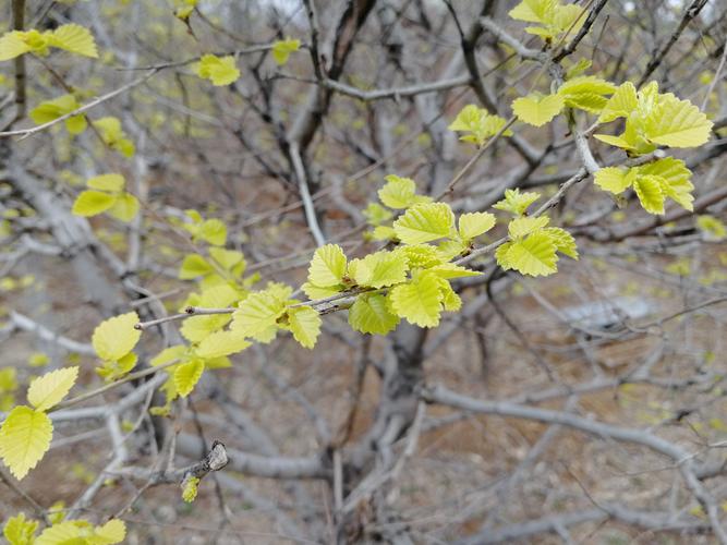 金叶榆开花吗?花期、果期与全年观赏期全解读 影响金叶榆开花结果的关键因素