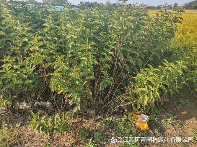 金叶榆开花吗?花期、果期与全年观赏期全解读 促花促果养护三步法(适用于庭院地栽)