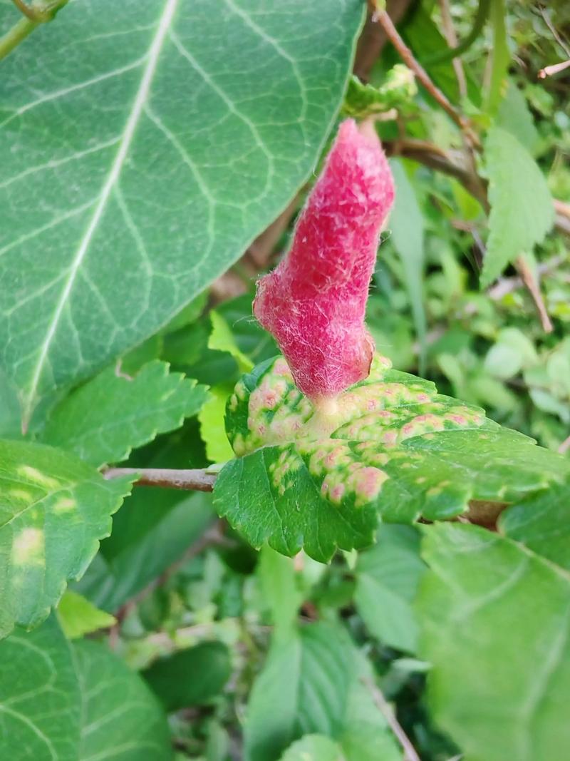 金叶榆开花吗?花期、果期与全年观赏期全解读 金叶榆不开花不结果的常见原因与解决