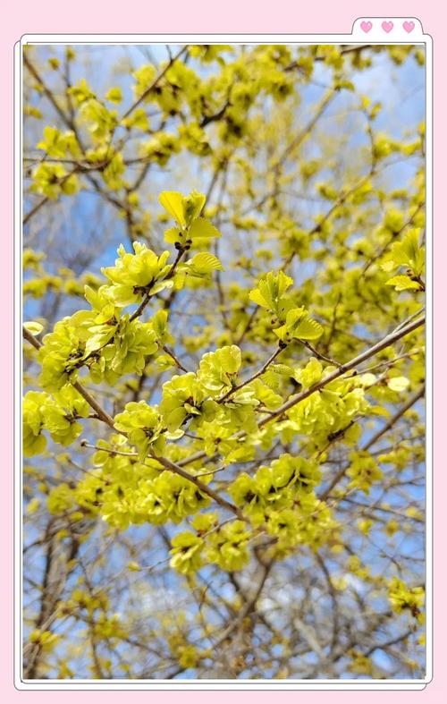 金叶榆开花吗?花期、果期与全年观赏期全解读 FAQ(常见问题)