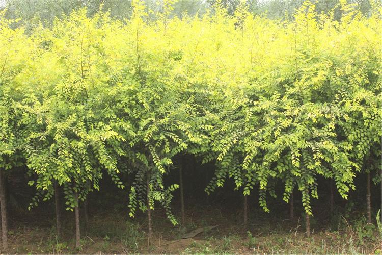 金叶榆开花吗?花期、果期与全年观赏期全解读 总结