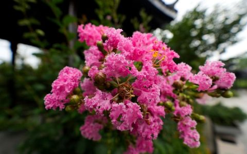 紫薇树养护全攻略：花期、修剪与促花技巧