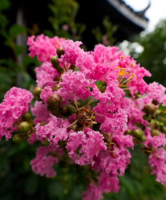 紫薇树养护全攻略：花期、修剪与促花技巧