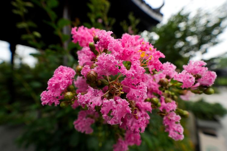 紫薇树养护全攻略：花期、修剪与促花技巧