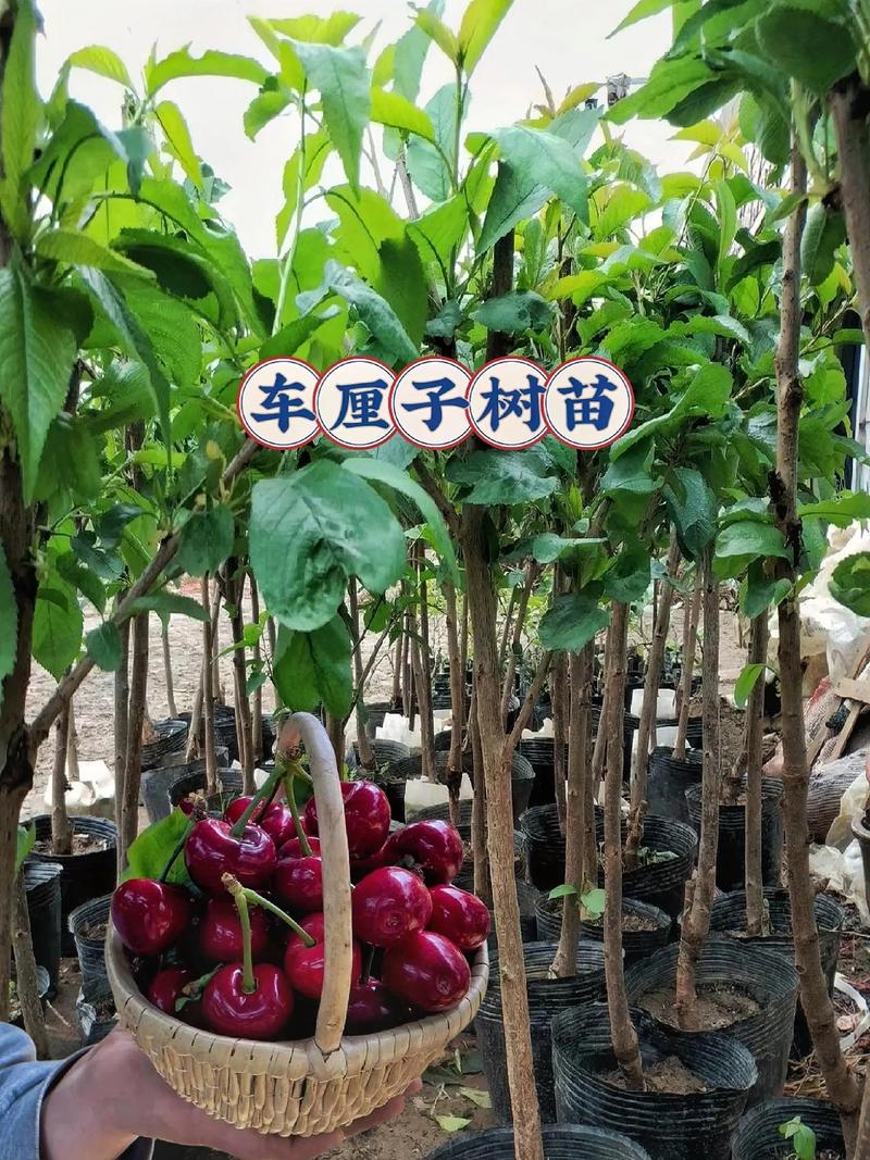 樱桃苗木多少钱一棵?2026年价格快速参考 季节性会让樱桃苗报价上下浮动