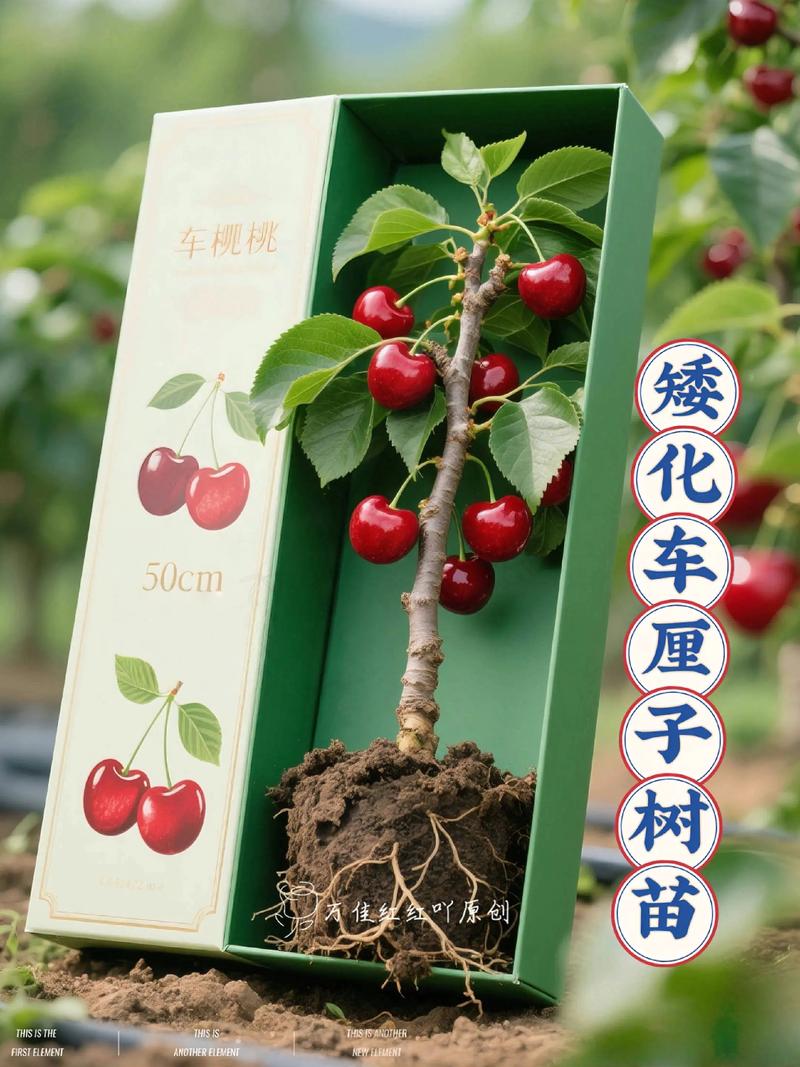 樱桃苗木多少钱一棵?2026年价格快速参考 运输距离决定最终到货成本