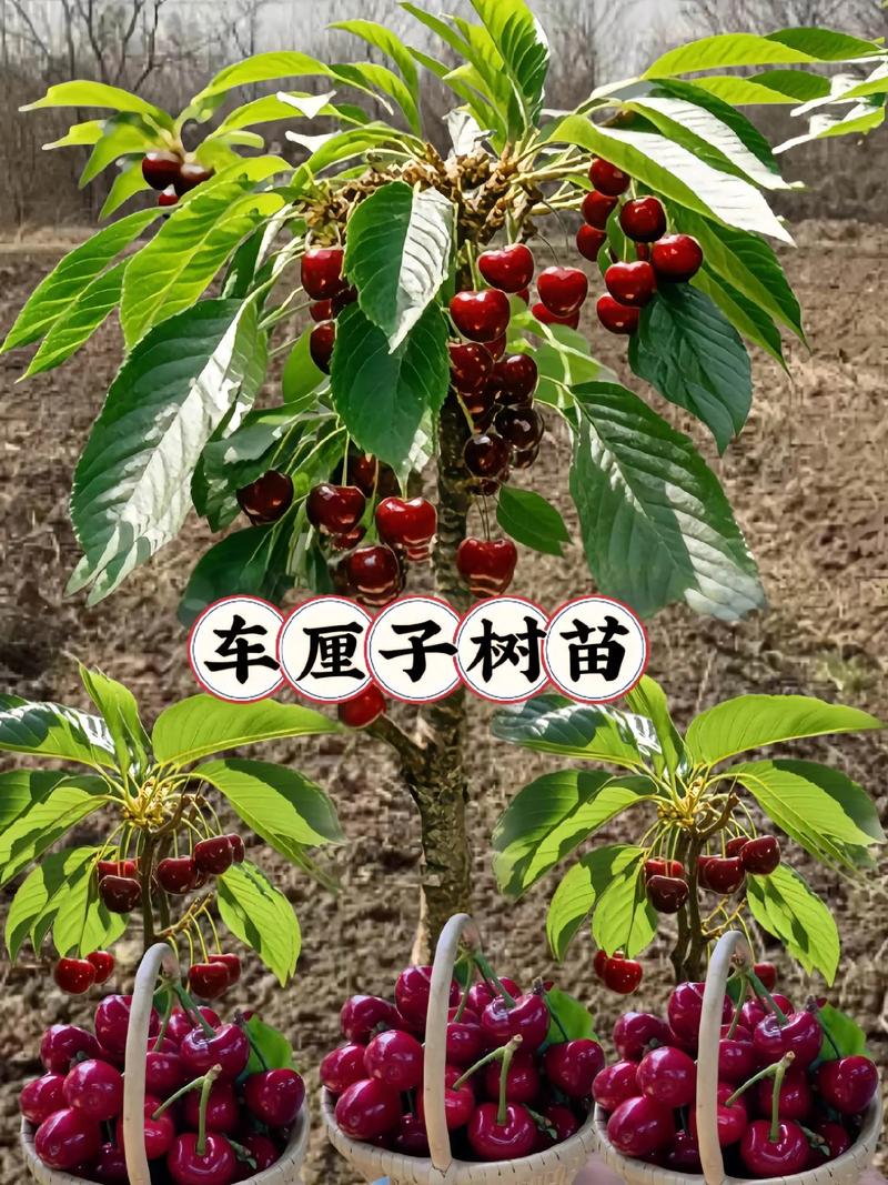 樱桃苗木多少钱一棵?2026年价格快速参考 买樱桃苗先看结果年限和授粉配置