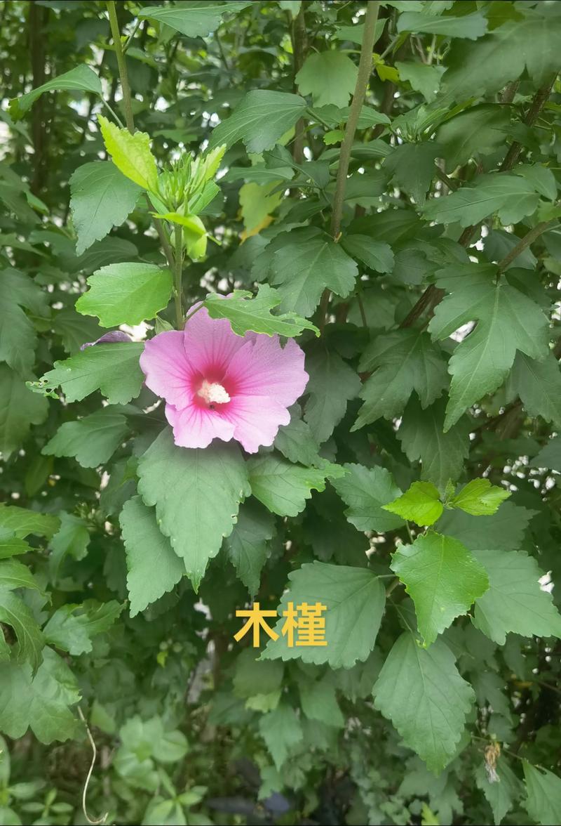规格因素：所谓的“四公分”是如何定义的？