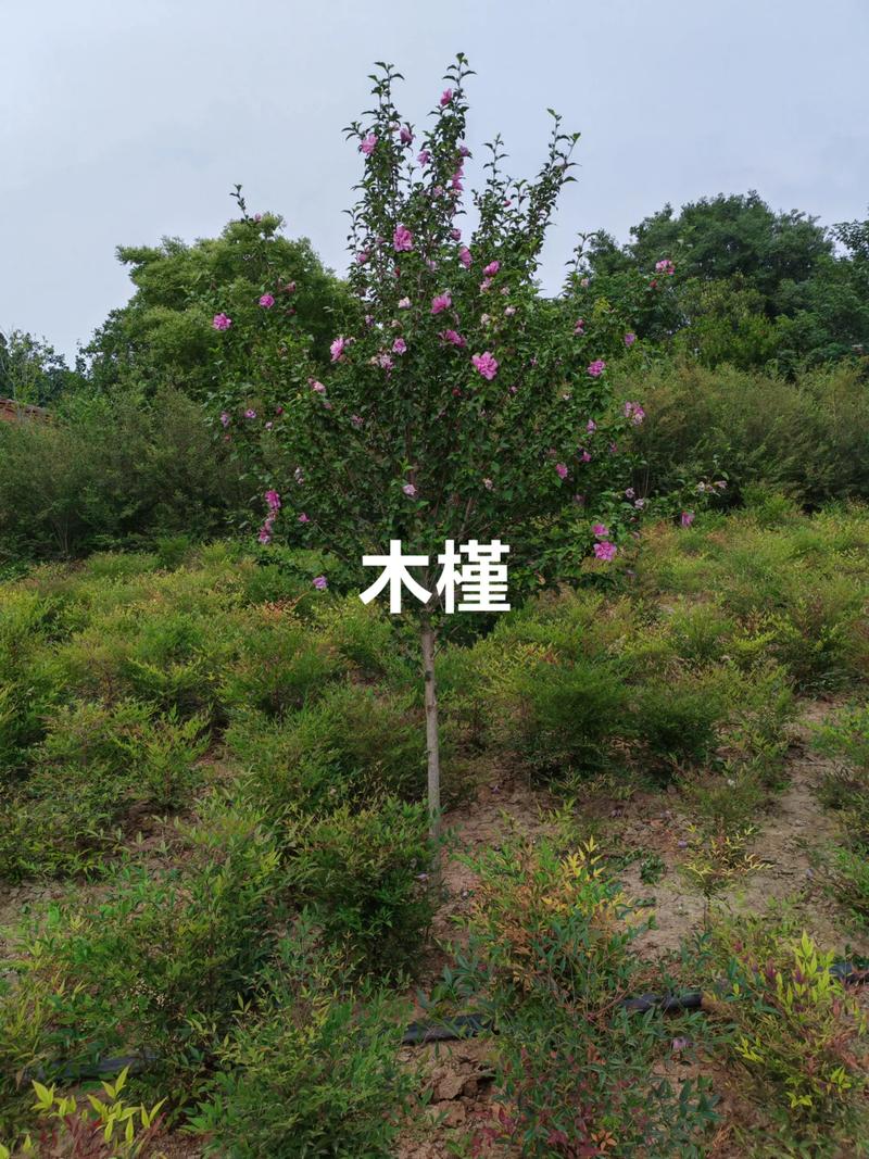产地因素：不同产区的价格差异有多大？