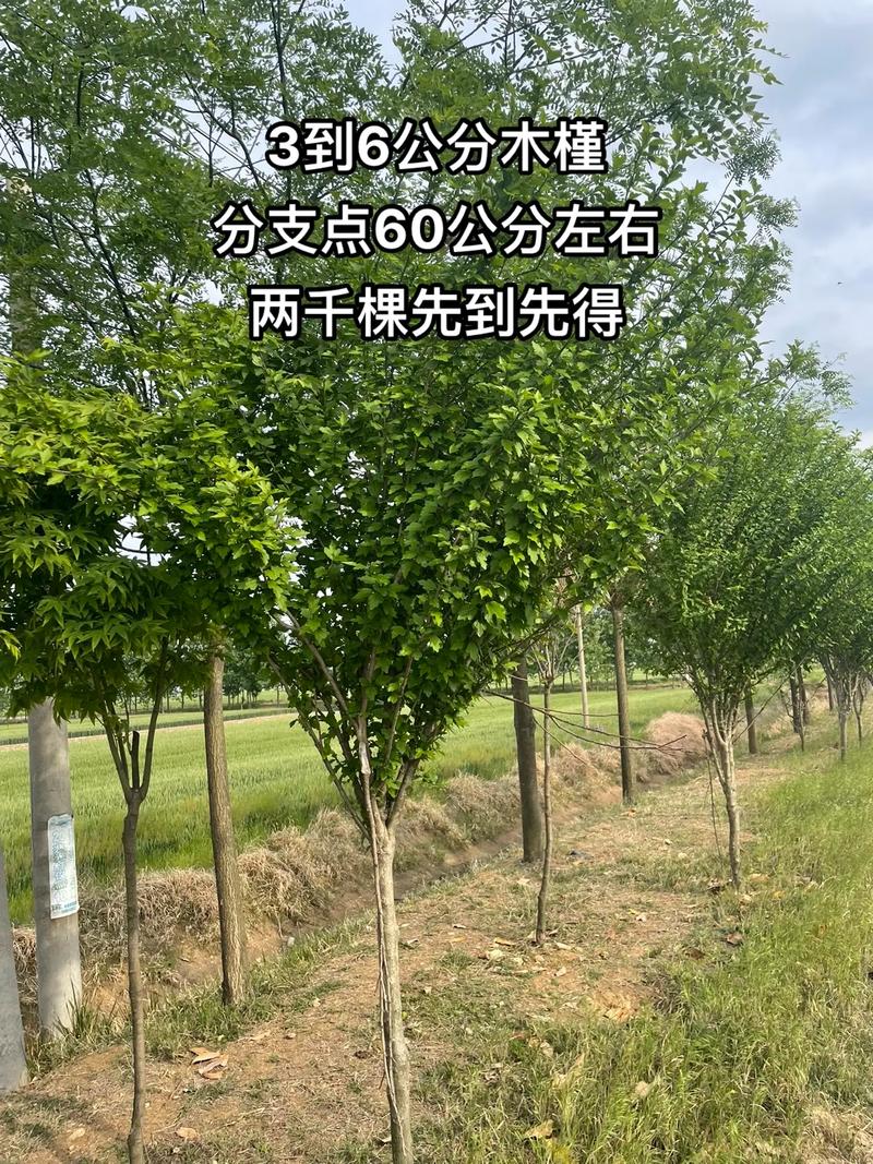 咨询指南