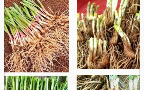 韭菜移栽方法和步骤：提高成活率的7个关键环节