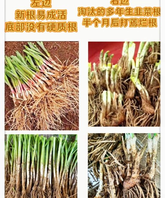 韭菜移栽方法和步骤：提高成活率的7个关键环节
